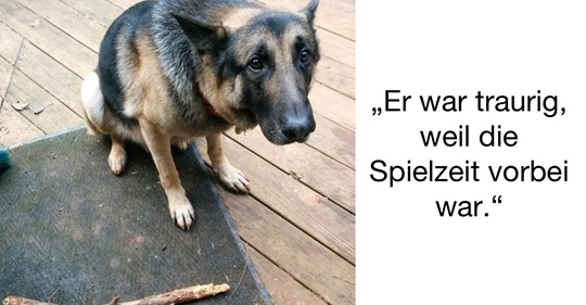 15 Hunde, die einen schlechten Tag haben