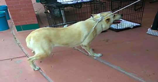 Hund wird an Seil in Tierheim gezerrt: Vierbeiner zu verängstigt, um sich zu bewegen