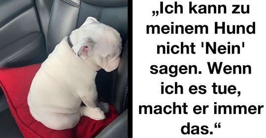 15 herzerwärmende Hundefotos