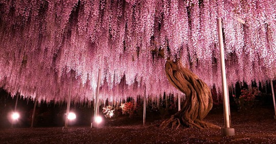 Eine 144 Jahre alte Glyzinie in Japan sorgt mit ihrer Farbenpracht für einen Himmel aus pinken Lichtern