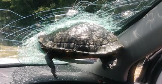 Skurriler Verkehrsunfall in den USA: Schildkröte knallt aus dem Nichts in Windschutzscheibe