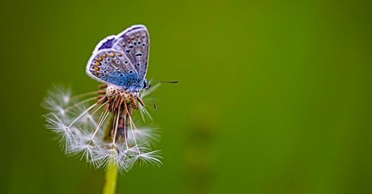 Schmetterlinge in Not: Warum ihr Lebensraum schwindet