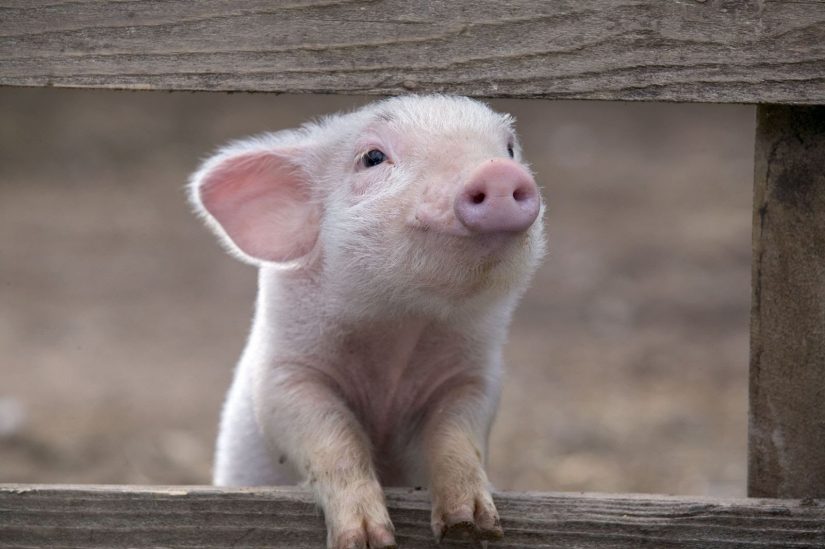 NRW: Schweine Transporter kippt auf Straße um, Tiere werden von Lkw zerquetscht – viele notgeschlachtet