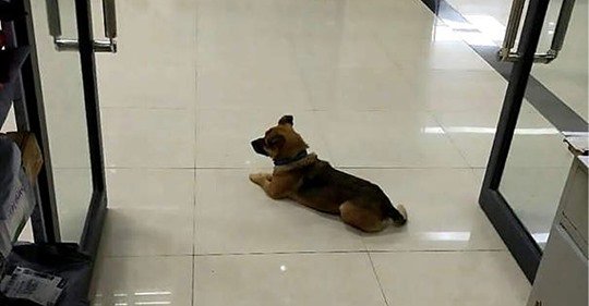 Hund wartete 3 Monate in Klinik von Wuhan auf verstorbenes Herrchen: Halter hatte Corona