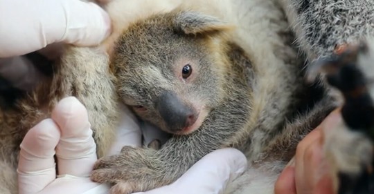 In Australien wurde das erste Koala Baby seit den Buschfeuern geboren – ein großartiges Zeichen der Natur