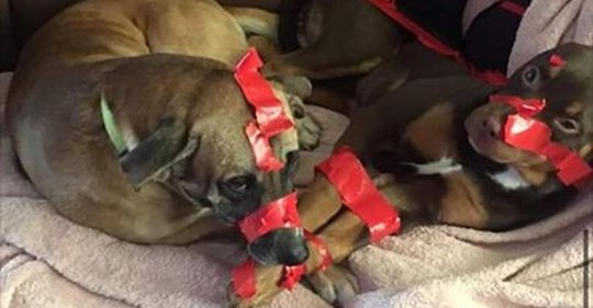 Herrchen schnürt seine Hunde mit Paketband ein: Polizei fahndet nach Facebook Post