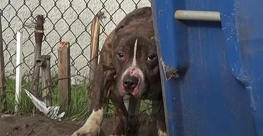 Kinder bewerfen streunenden Pitbull mit Steinen: Verängstigter Hund bekommt neues Zuhause