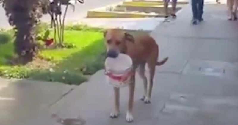 Durstiger Straßenhund fleht um Wasser in den Straßen Perus – trägt dreckigen Eimer leidend im Mund
