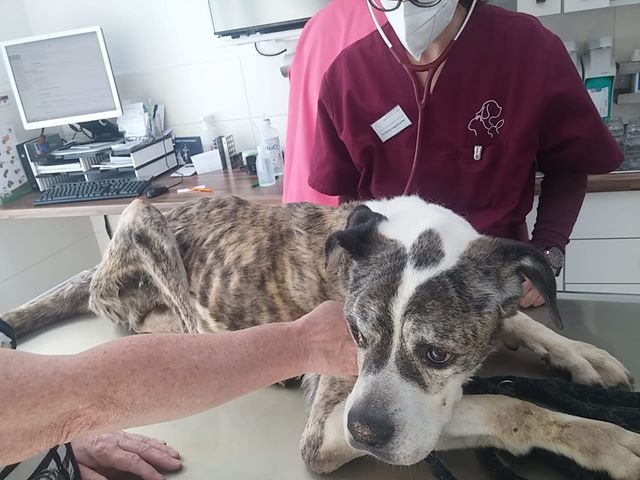 Hundekot und  Urin tropfte von Balkon: Abgemagerte Hündin Cica wird gerettet – Hilfe kam leider zu spät