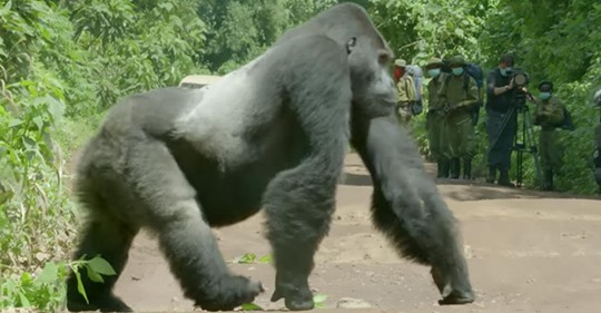 Filmcrew beobachtete verwirrt, wie ein Gorilla den Verkehr im Auge behielt, bis eine plötzliche Bewegung im naheliegenden Gebüsch sie in Staunen versetzte