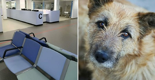 Treuer Hund wartet nach Tod seines Herrchens durch Covid 19 noch 3 weitere Monate im Krankenhaus