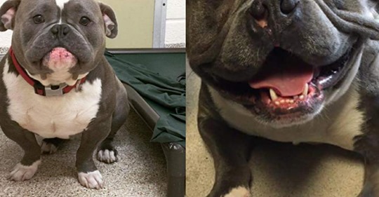 13 Hunde vor und nach ihrer Adoption