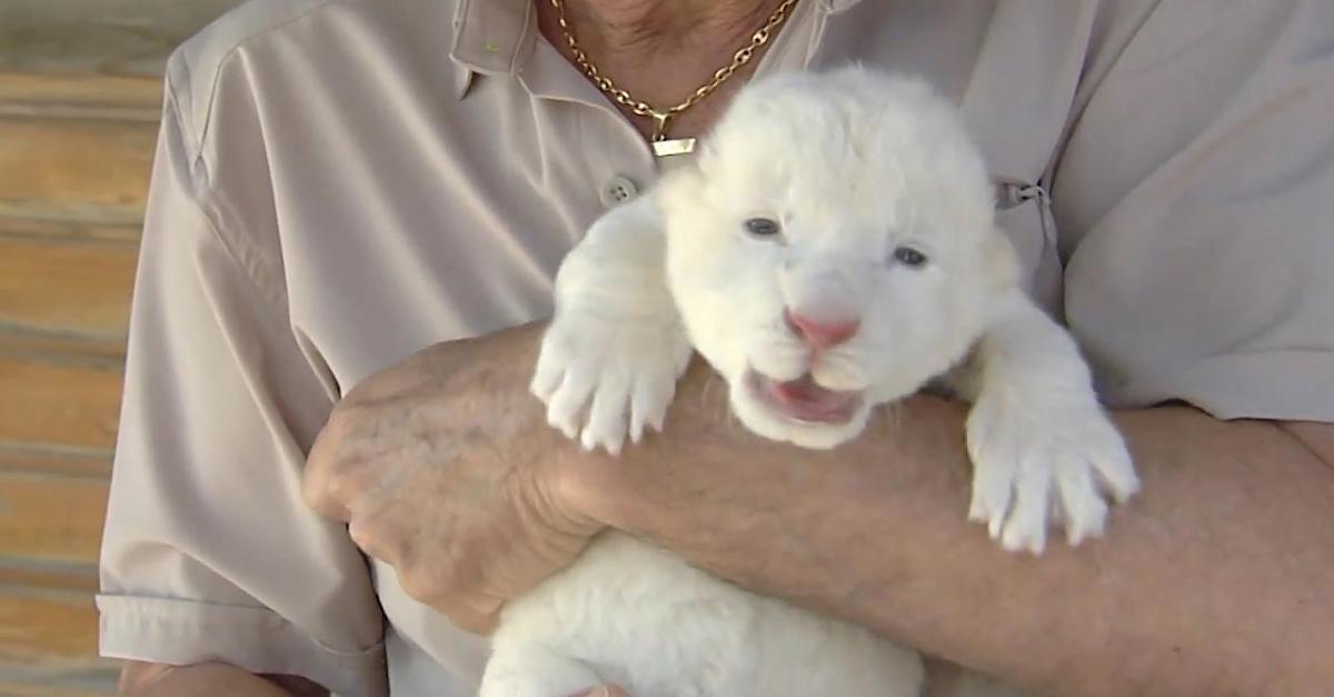 Voller Energie: Erstmals weißer Löwe in Spanien geboren