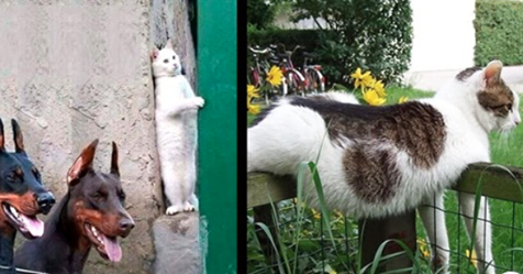 Möchten Sie kurz mal lachen? Dann sollten Sie einen Blick auf diese urkomischen Katzenfotos werfen!