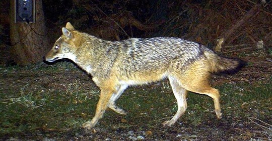 Dritter Nachweis der Tiere: Goldschakale in Niedersachsen unterwegs