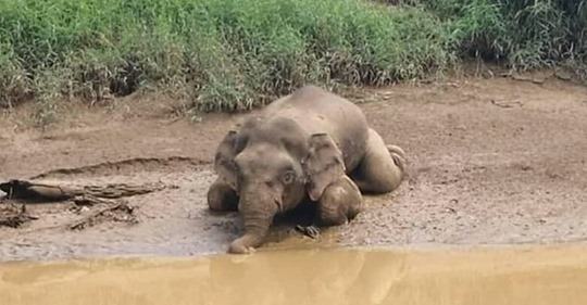 Mini-Elefant mit 70 Schüssen getötet – Elfenbeinjäger wollten an seine Stoßzähne