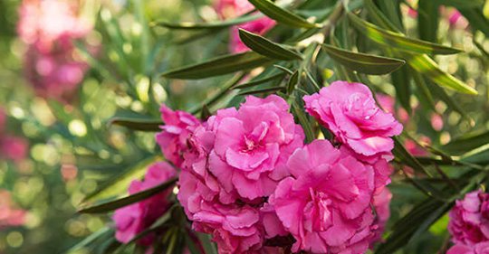 Oleander – Heilpflanze oder Gift?