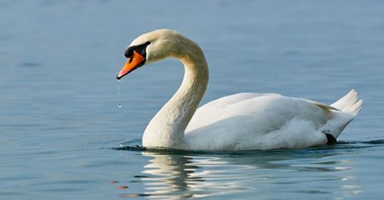 Köln: Schwan brutal ermordet - Kripo ermittelt!