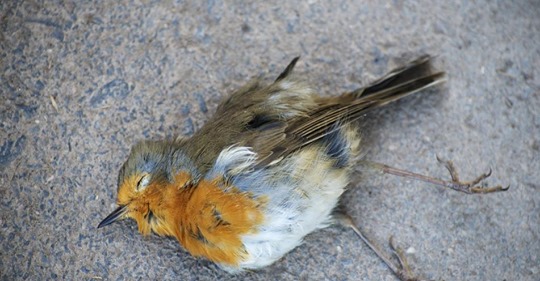 Was tun, wenn ein Vogel gegen eine Fensterscheibe geflogen ist?