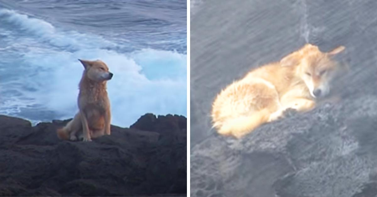 Hund sitzt ein Jahr lang auf Felsen am Meer und wartet auf die Rückkehr seiner Besitzer