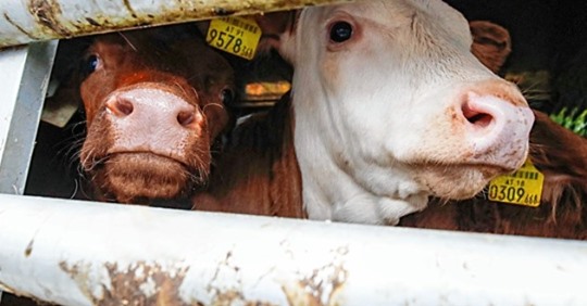 Die Tiertransporte endlich stoppen!