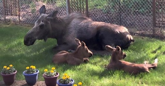 Familienvater beobachtet Elch-Familie, die den ganzen Tag in seinem Garten verbringt