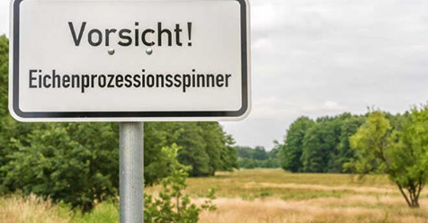 Eichenprozessionsspinner – wie gefährlich sind sie für Menschen?