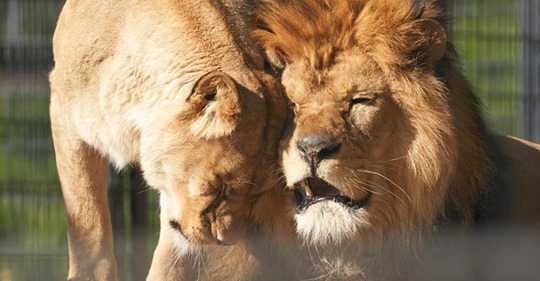 Tierschützer klagt an: Massenzucht von Löwen für die Trophäenjagd reicher Touristen