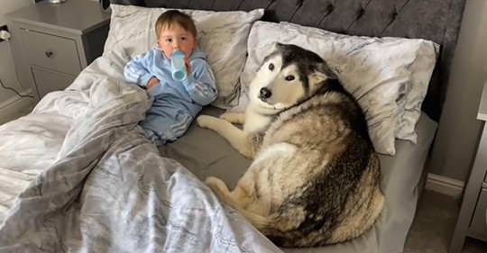 Ein dickköpfiger Husky weigert sich, das Bett zu verlassen und schläft beim Kuscheln mit dem Baby ein