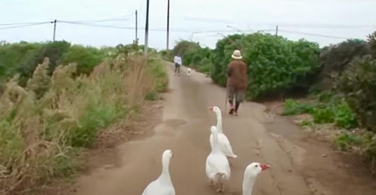 Vier Gänse verliebten sich in Großmutter, begleiten und beschützen sie überall, wo sie hingeht