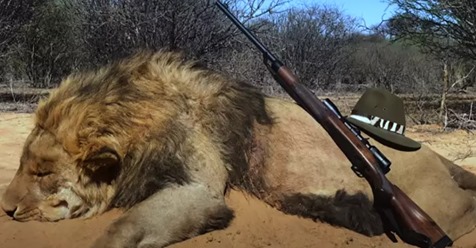 12.000 Löwen werden in Gefangenschaft gehalten, damit sie von Touristen bei „Gatterjagd“ getötet werden können
