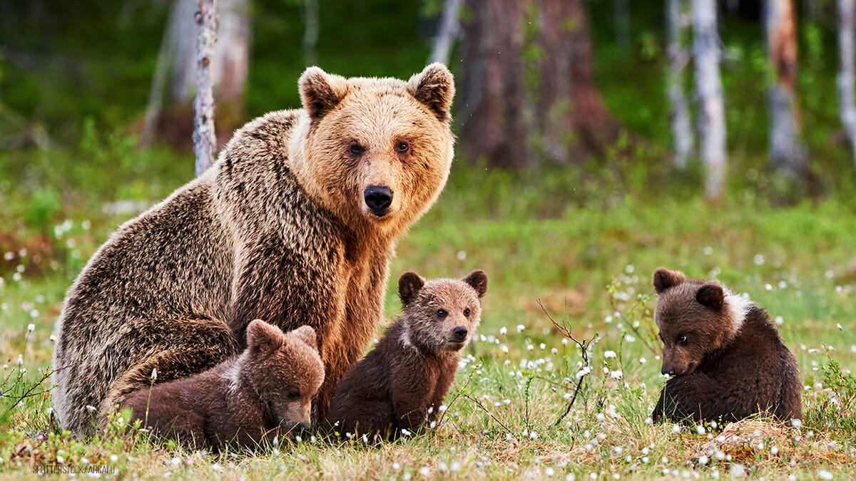 Trump erlaubt verbotene Jagd Methoden: Bären  und Wolf Babys dürfen wieder gejagt werden
