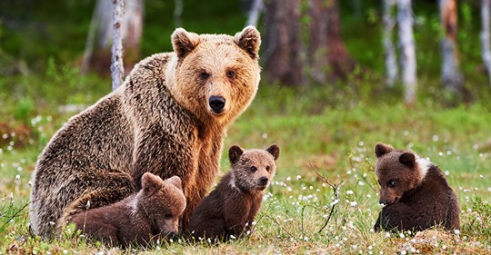 Trump erlaubt verbotene Jagd Methoden: Bären  und Wolf Babys dürfen wieder gejagt werden
