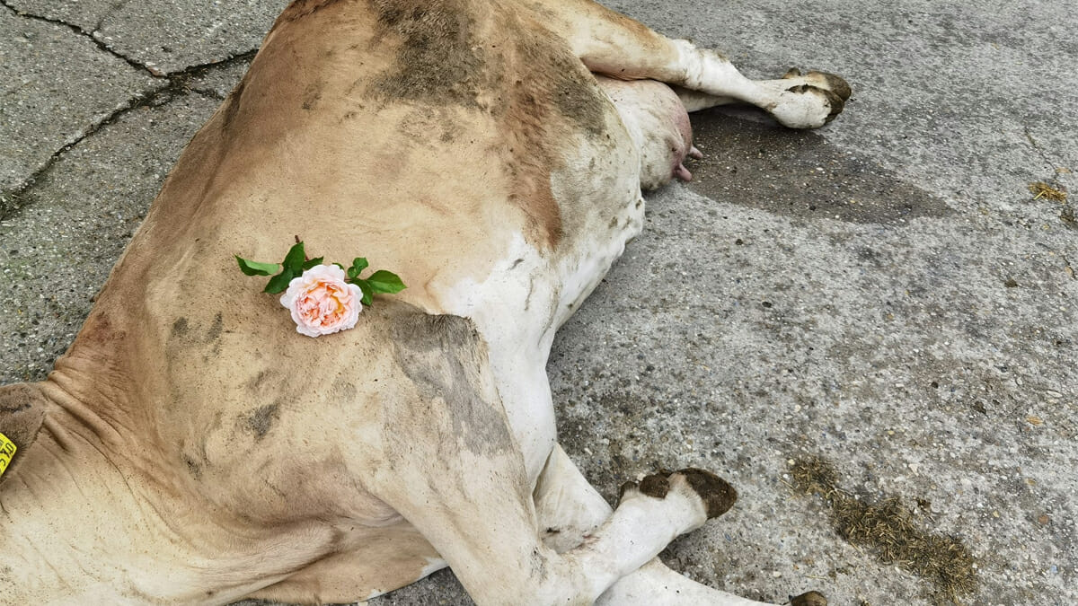 Schwangere Kuh durch Müll von innen aufgeschlitzt: Ungeborenes Kalb und Mutter tot