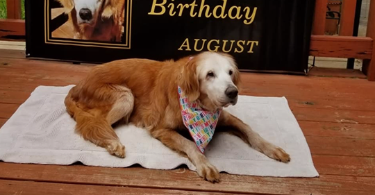 Golden Retriever feiert runden Geburtstag – als ältester seiner Rasse