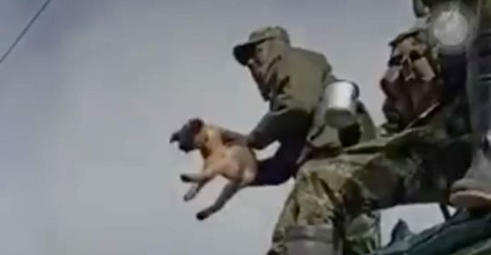 Soldat steht am Pranger, weil er einen hilflosen Hund in die Tiefe geworfen haben soll – Ermittlungen eingeleitet