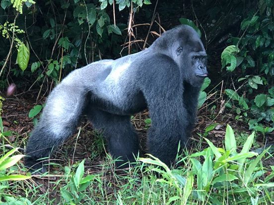 Ein Meter achtzig großer Gorilla überrascht Zoowärter und sorgt für seltenes Videomaterial