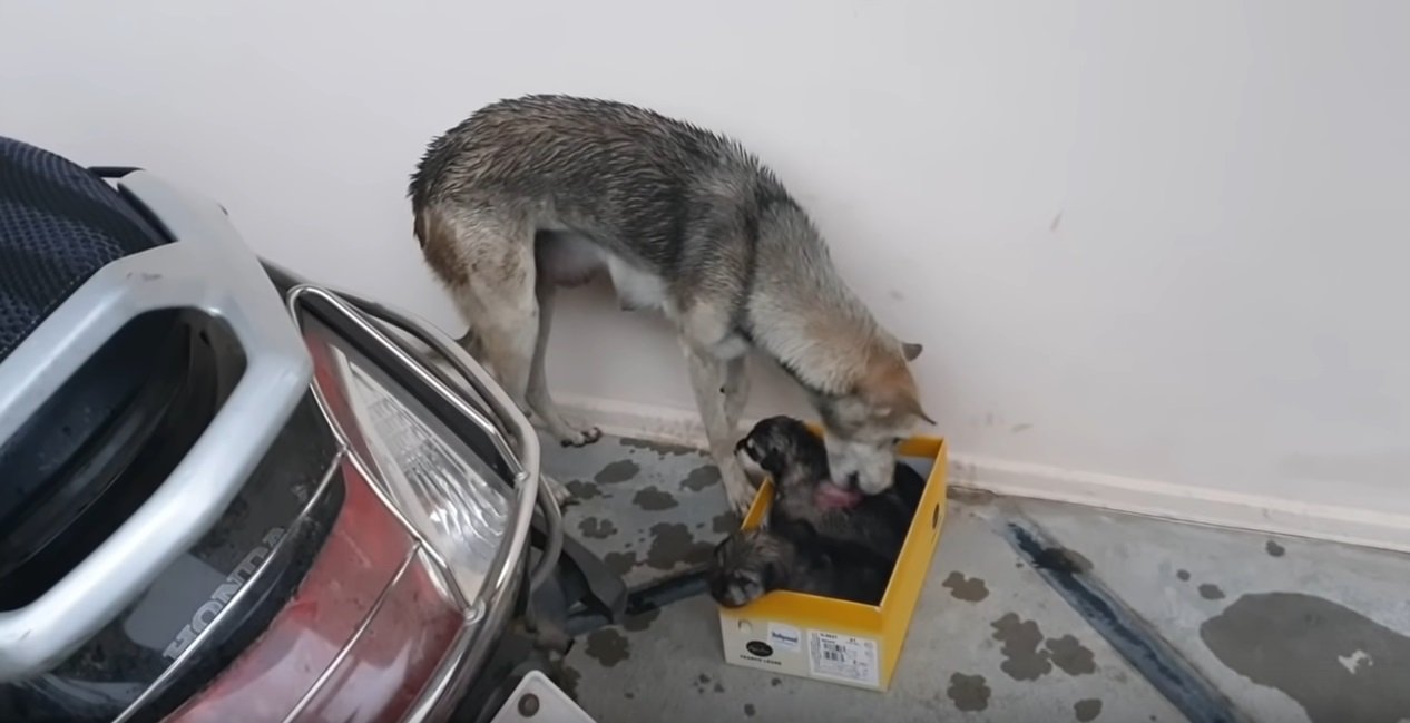 Streunende Hündin kam jeden Tag zum Haus des Menschen, bis er ihre Babys vor dem Sterben rettete