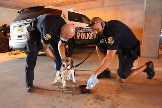 Geschichte des Tages: Besitzer schloss während einer Hitzewelle einen Hund ins Auto ein, die Polizei kam, um ihn zu retten