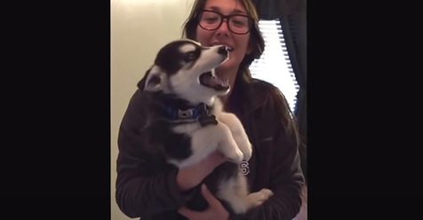 Die Besitzerin eines Baby Huskys lacht sich kaputt über eine  ernsthafte  Unterhaltung