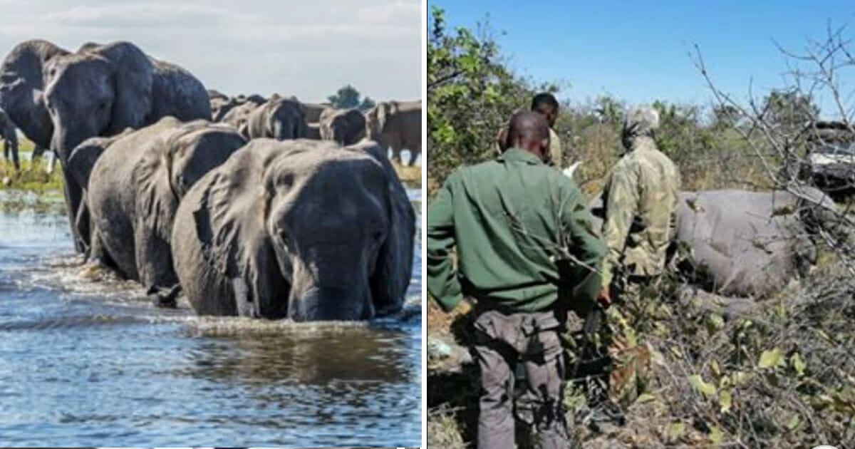 Mehr als 350 Elefanten wurden tot in Botswana aufgefunden – Ursache für „Massensterben“ unklar