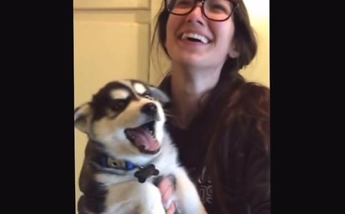 Die Besitzerin eines Baby Huskys lacht sich kaputt über eine 'ernsthafte' Unterhaltung