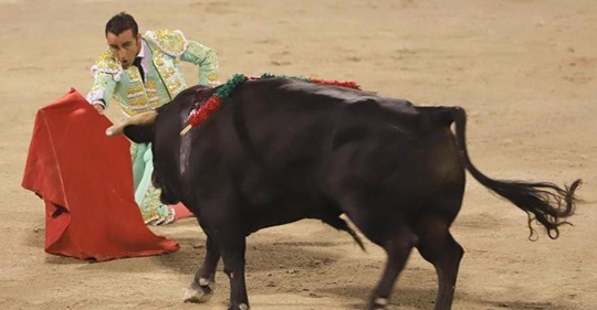 Corona Schonfrist vorbei: Stierkämpfe gehen wieder los   Tierschützer sind empört