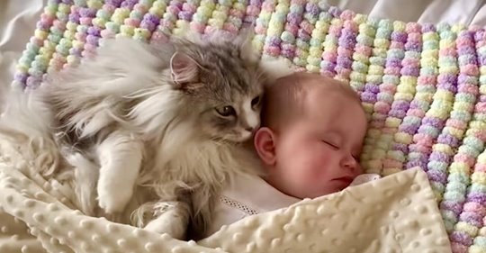 Eine riesige Maine Coon Katze schläft neben einem Baby in einem herzerwärmenden Clip