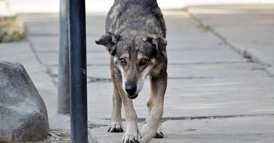 Hund flieht vor Schlachter mit zugebundener Schnauze und drohte, auf Straße zu verhungern