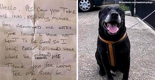 Älterer Hund mit herzloser Nachricht auf der Straße ausgesetzt