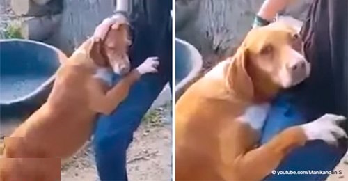 Geschichte eines Hundes, der nicht aufhören wollte, den Reporter zu umarmen: Das Video wurde viral