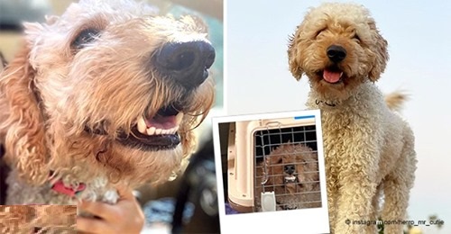 Die Geschichte über die Rettung eines ausgesetzten und verletzten Hundes, der jetzt glücklich in einem neuen Zuhause lebt