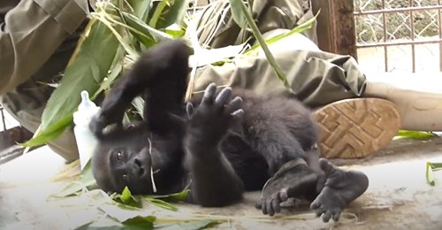 Ein Gorilla Waisenkind freundet sich nach seiner Rettung mit seinem Pfleger an - Die Bilder sind einfach nur köstlich