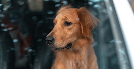 Keine Einsicht: Mann lässt Hund zwei Stunden in Hitze-Auto leiden